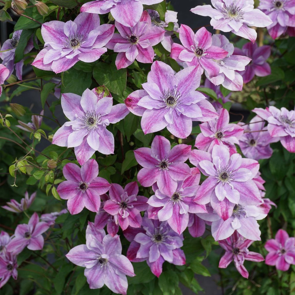 Clematis Super Cute - Clematide