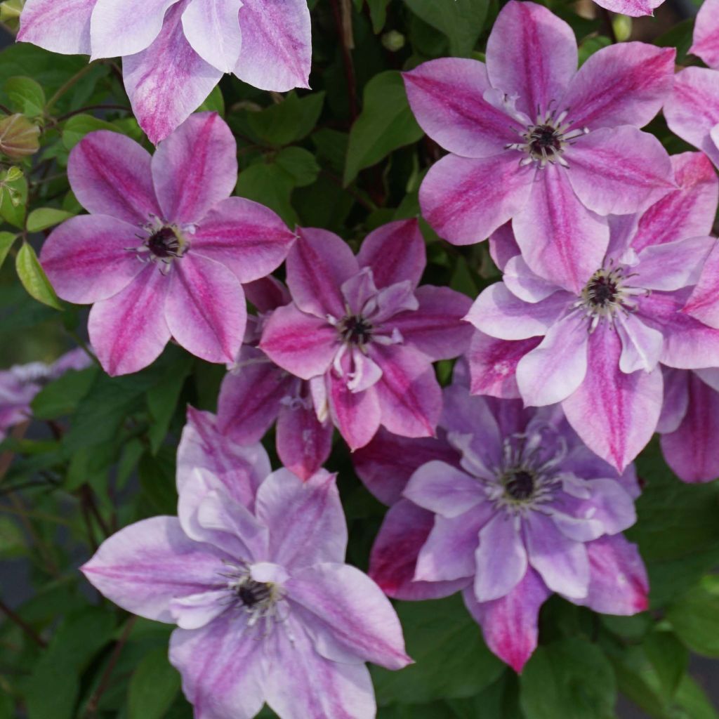 Clematis Super Cute - Clematide