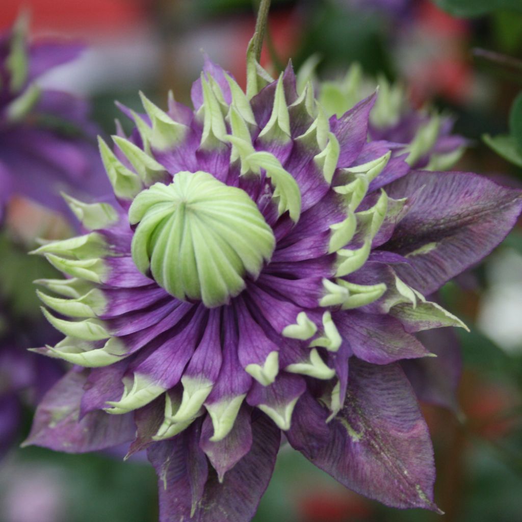 Clematis Taiga - Clematide