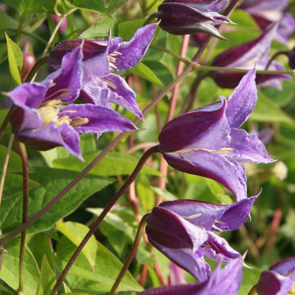 Clematis texensis Prince William - Clematide