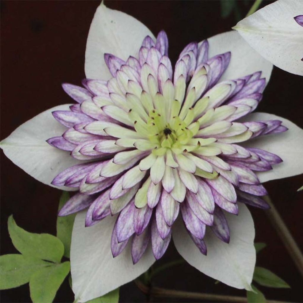 Clematis Viennetta - Clematide