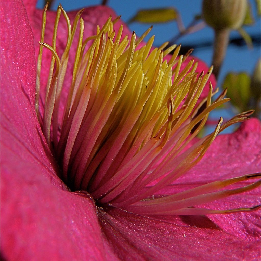 Clematis Ville de Lyon - Clematide