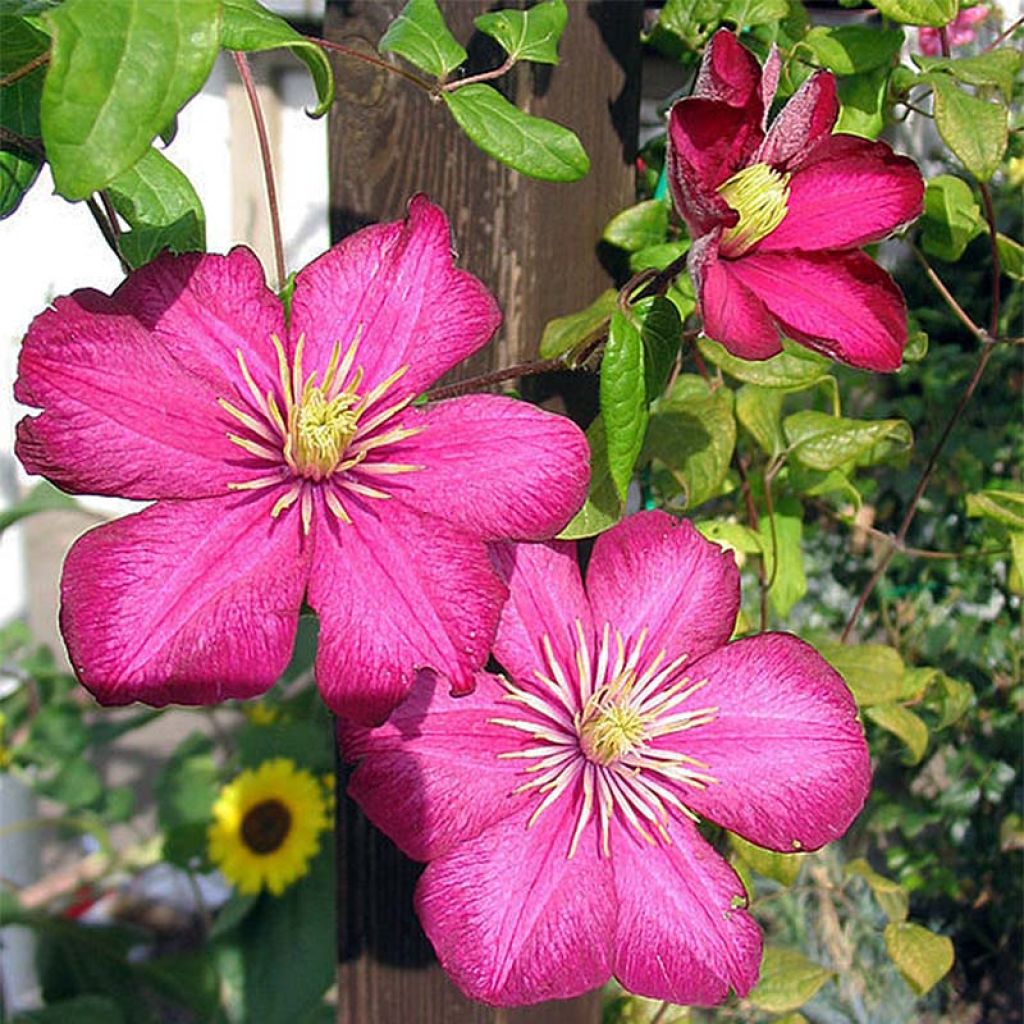 Clematis Ville de Lyon - Clematide