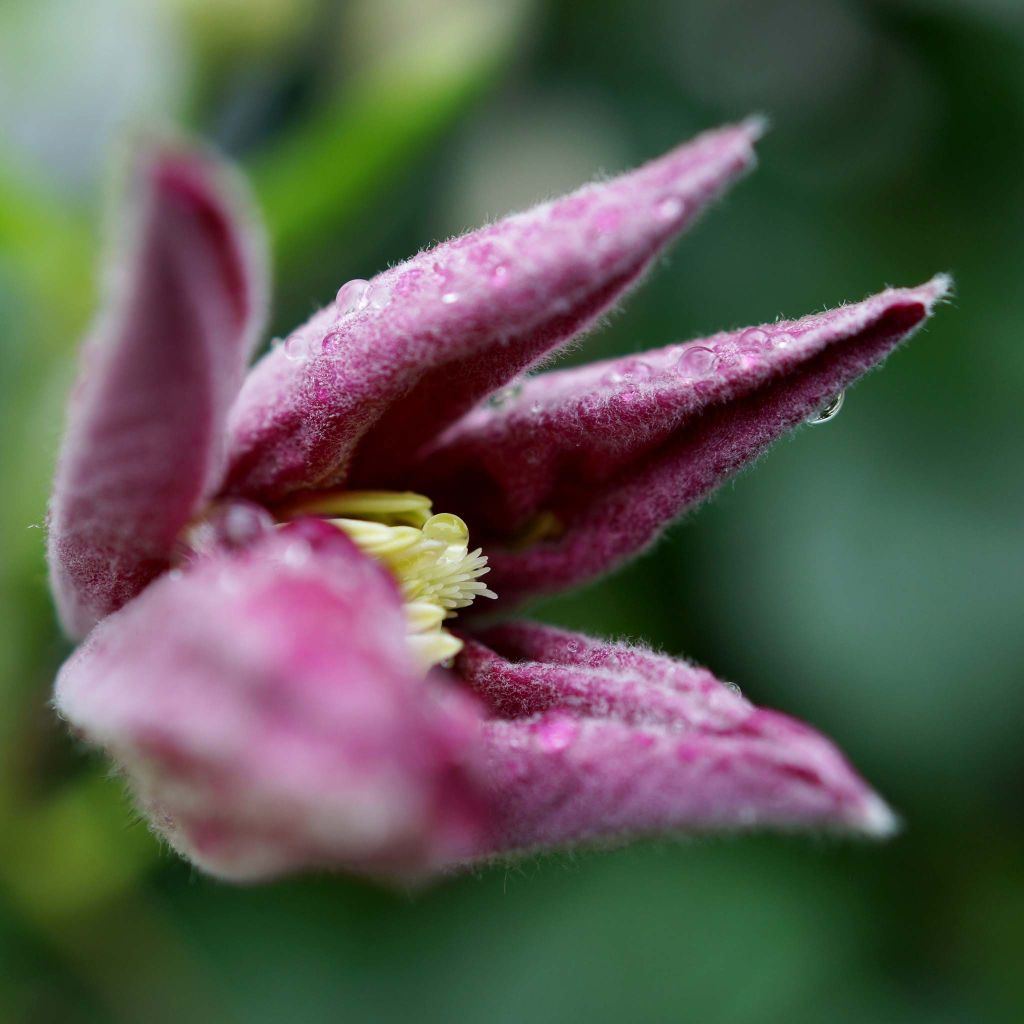 Clematis Ville de Lyon - Clematide