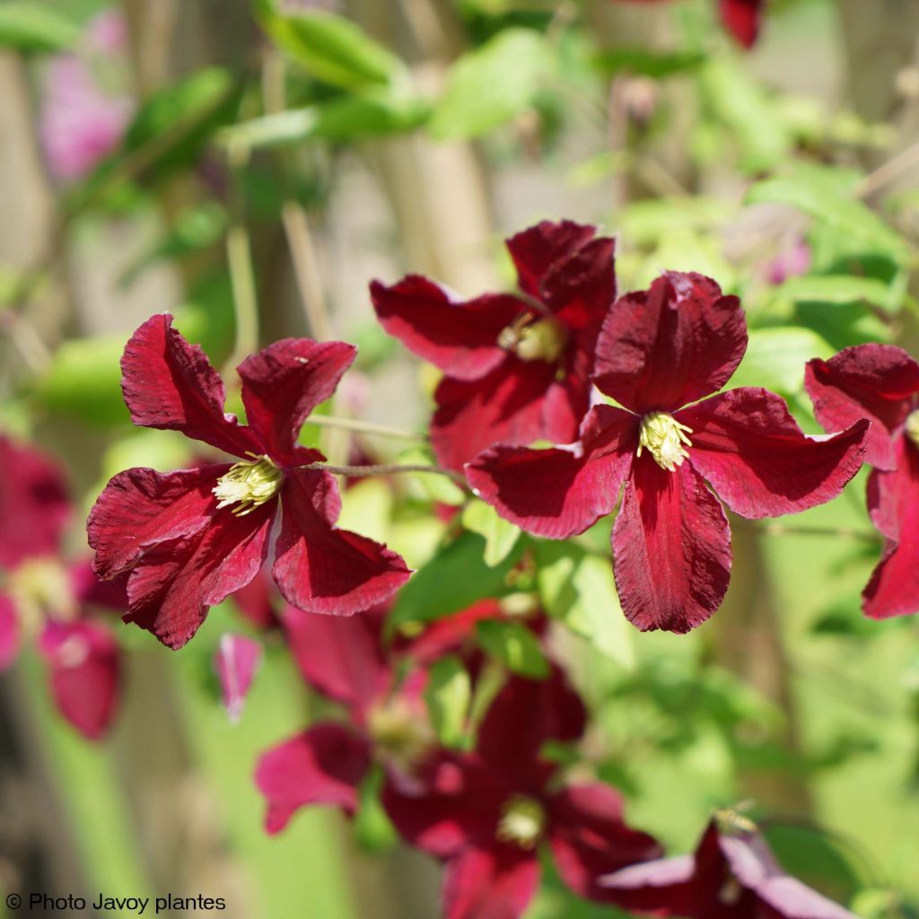 Clematis viticella Burning Love - Clematide