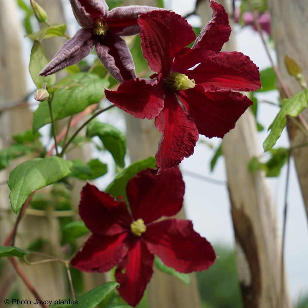 Clematis viticella Burning Love - Clematide