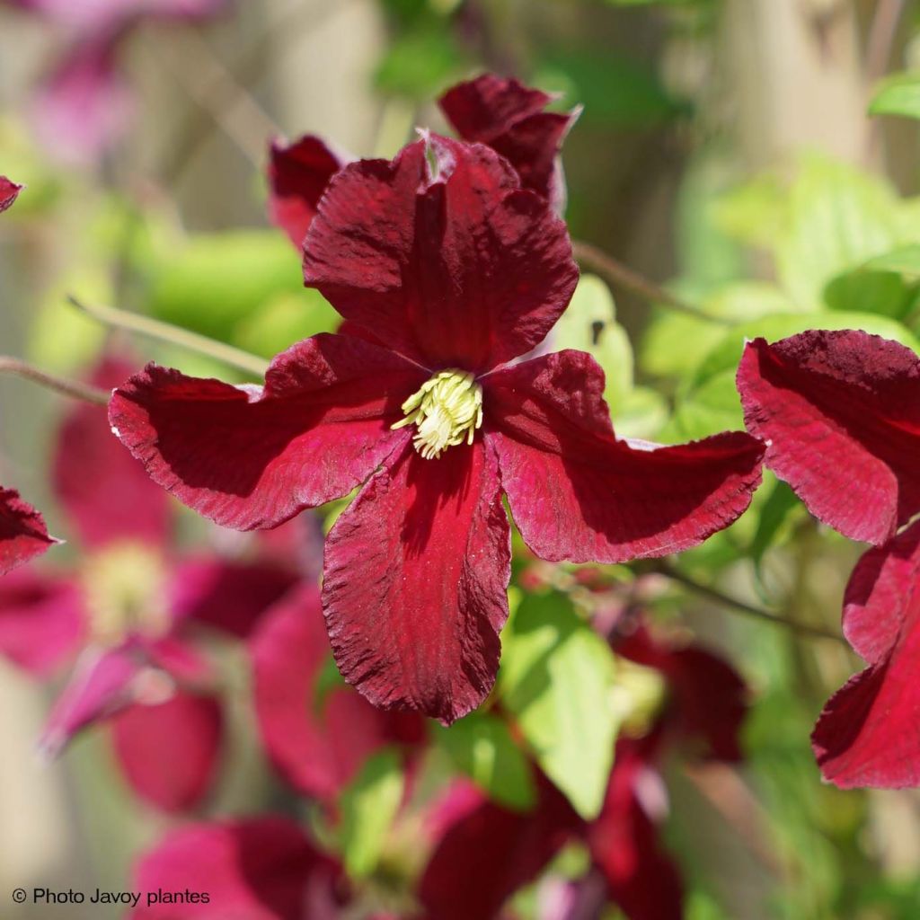 Clematis viticella Burning Love - Clematide