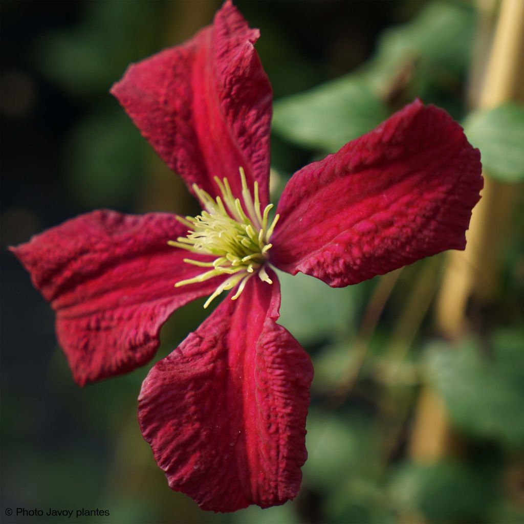 Clematis viticella Burning Love - Clematide