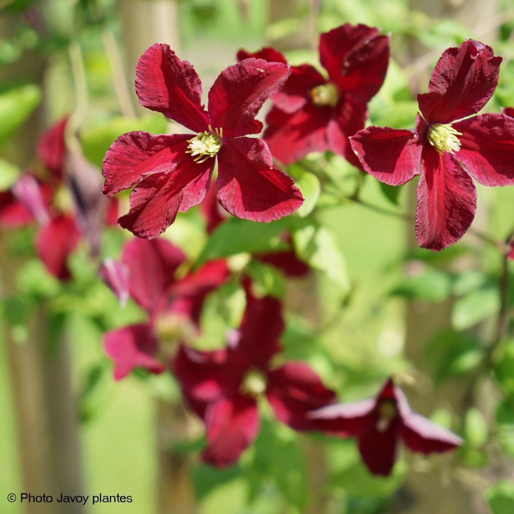 Clematis viticella Burning Love - Clematide