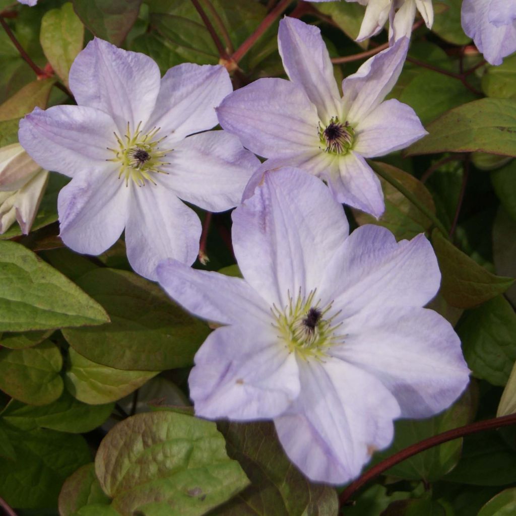 Clematis Sea Breeze - Clematide