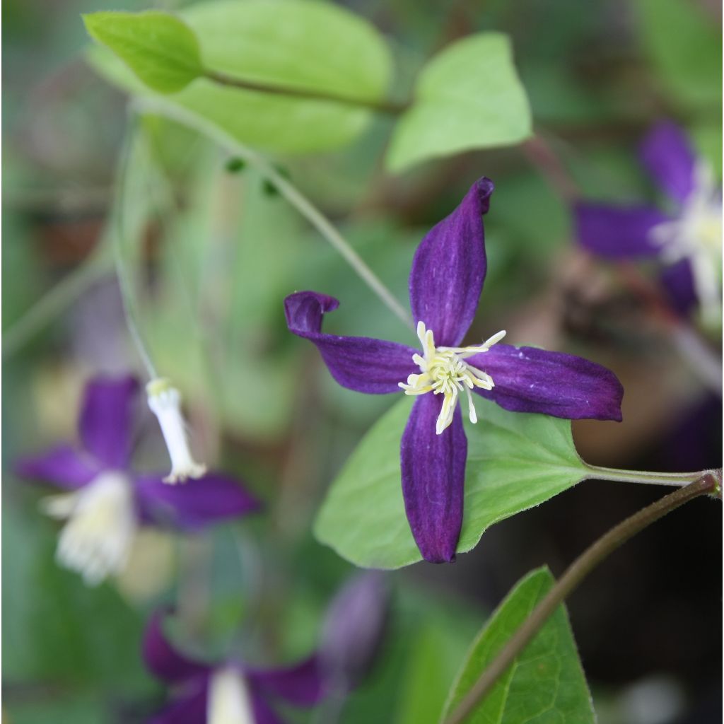 Clematis flammula Aromatica - Clematide fiammola