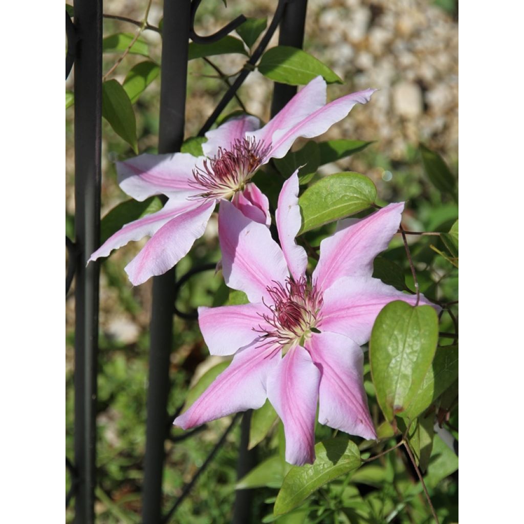 Clematis lanuginosa Nelly Moser - Clematide