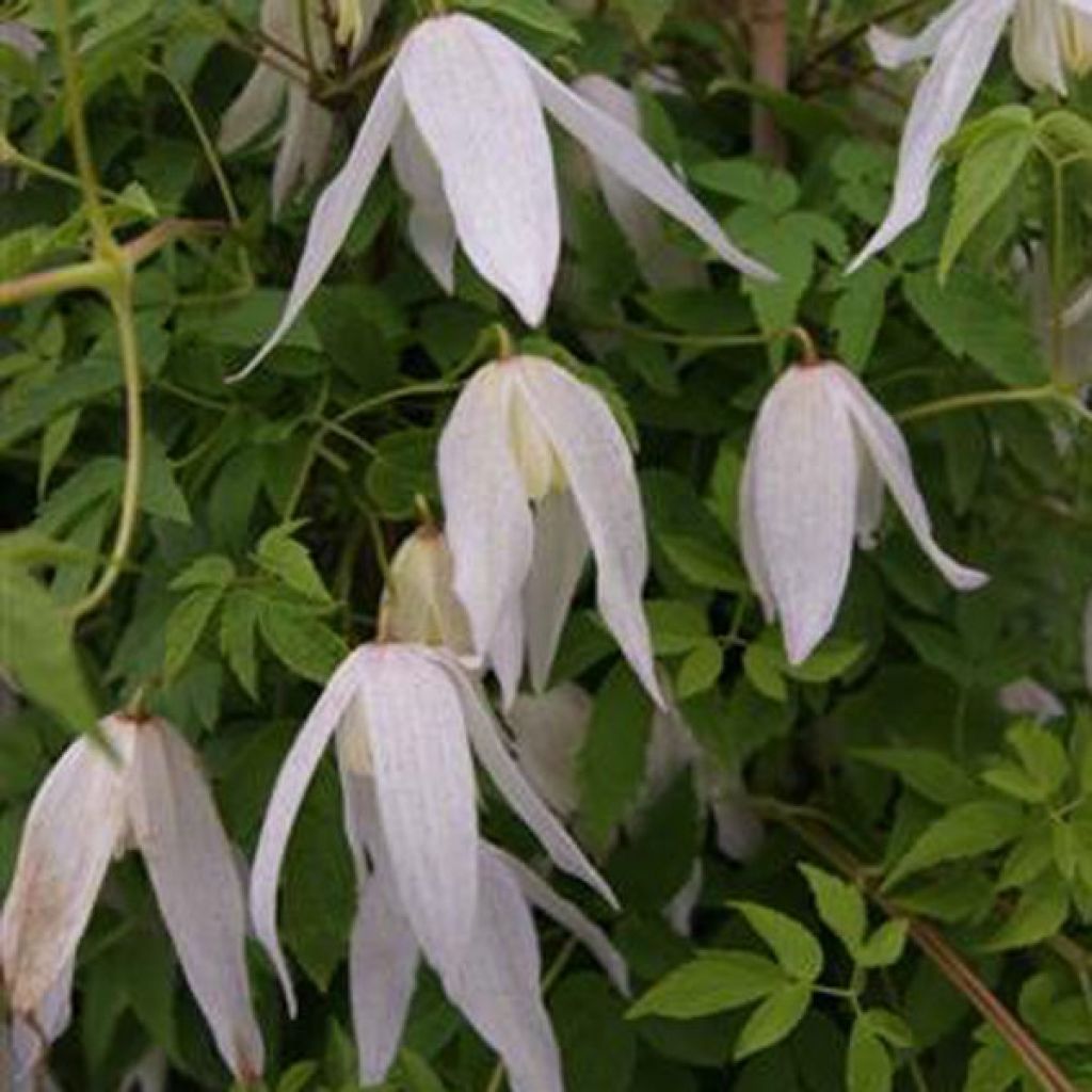 Clematis macropetala Broughton Bride - Clematide