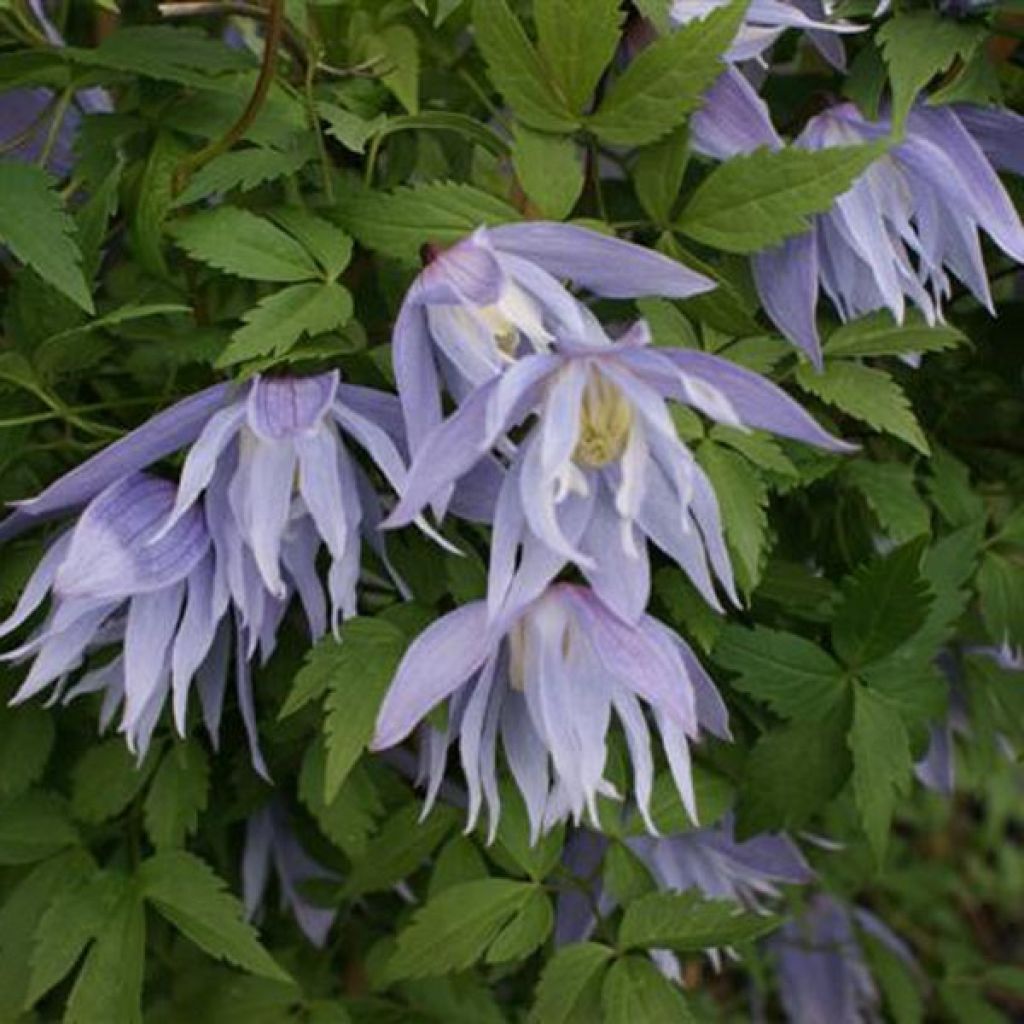 Clématite - Clematis macropetala Eximia