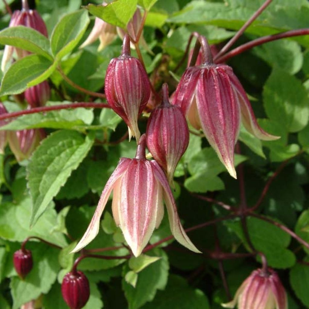 Clematis I am Red Robin - Clematide