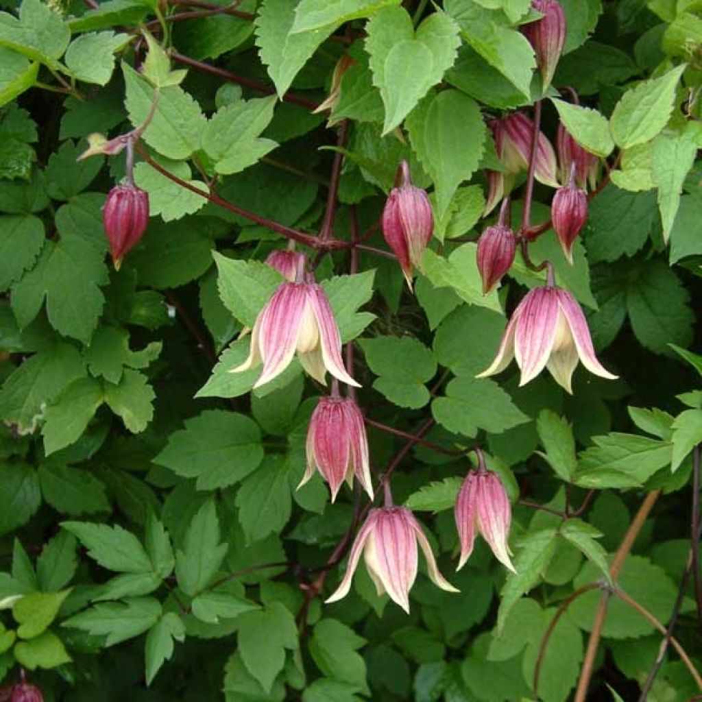 Clematis I am Red Robin - Clematide