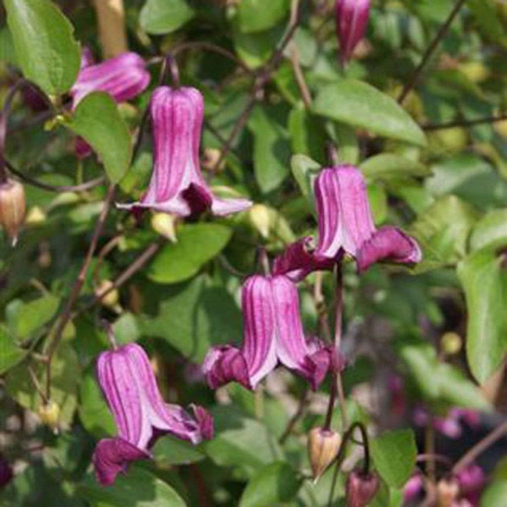 Clematis viticella Queen Mother - Clematide