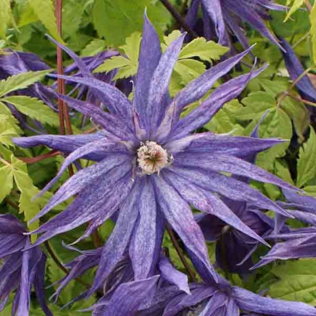 Clematis Spiky - Clematide