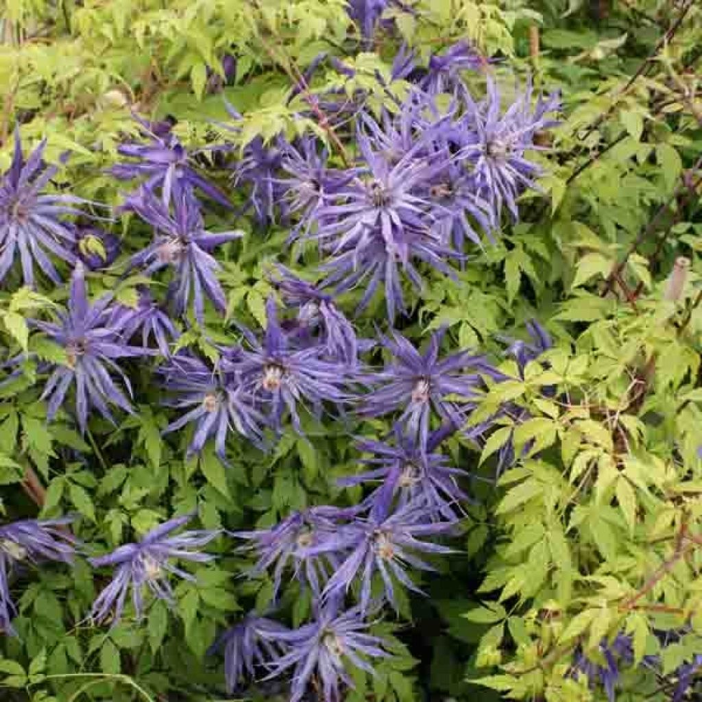 Clematis Spiky - Clematide