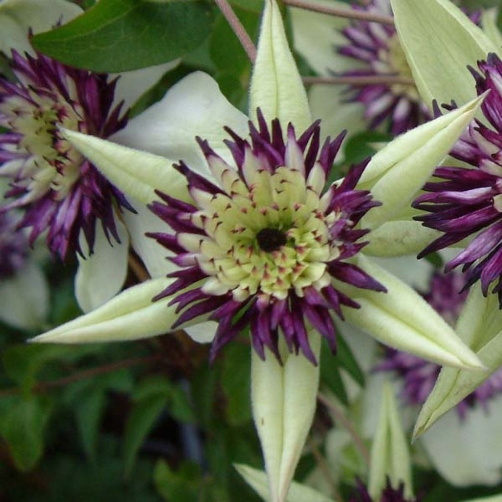 Clematis florida Sieboldii