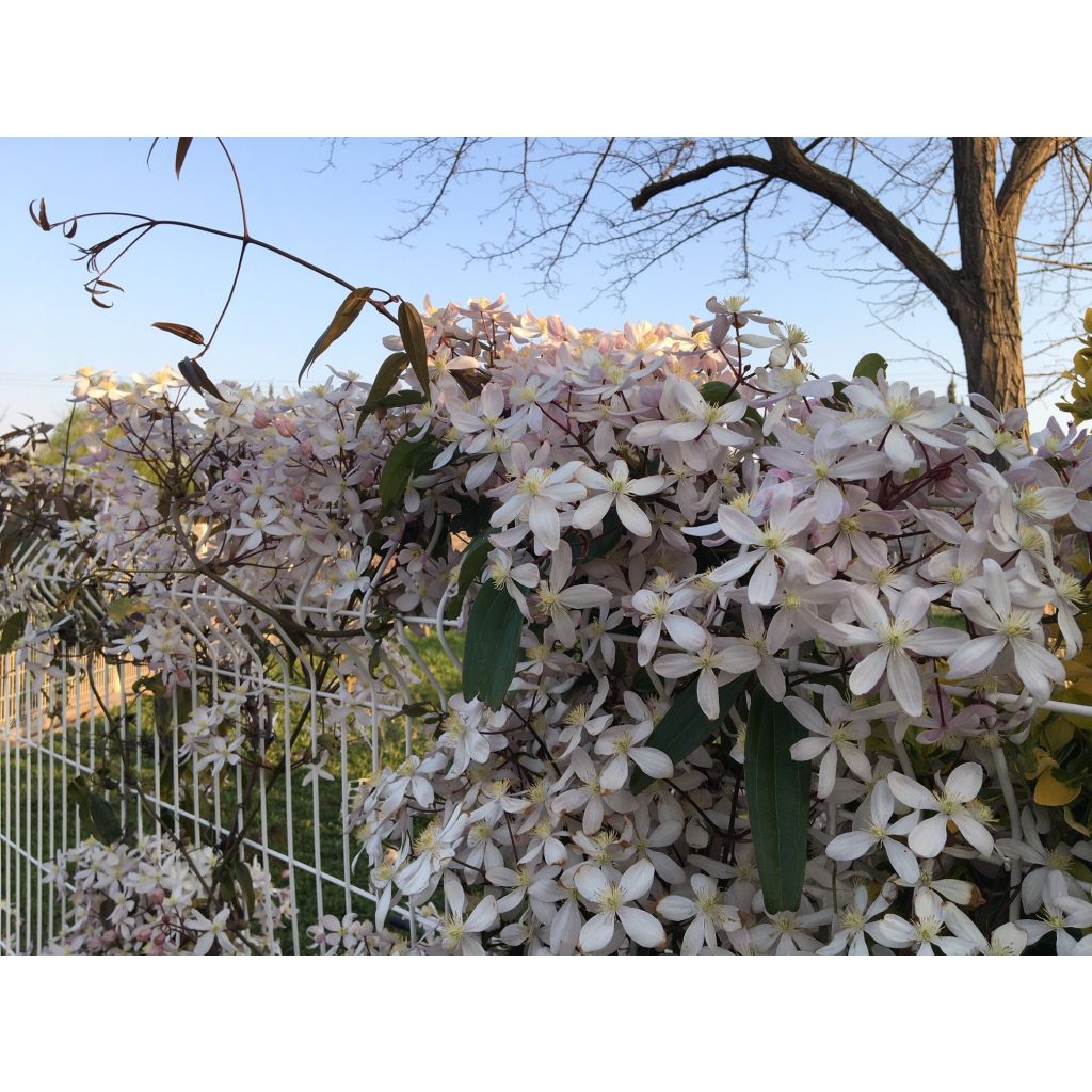 Clematis armandii Apple Blossom