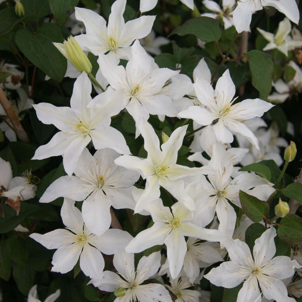 Clematis integrifolia Baby Star - Clematide