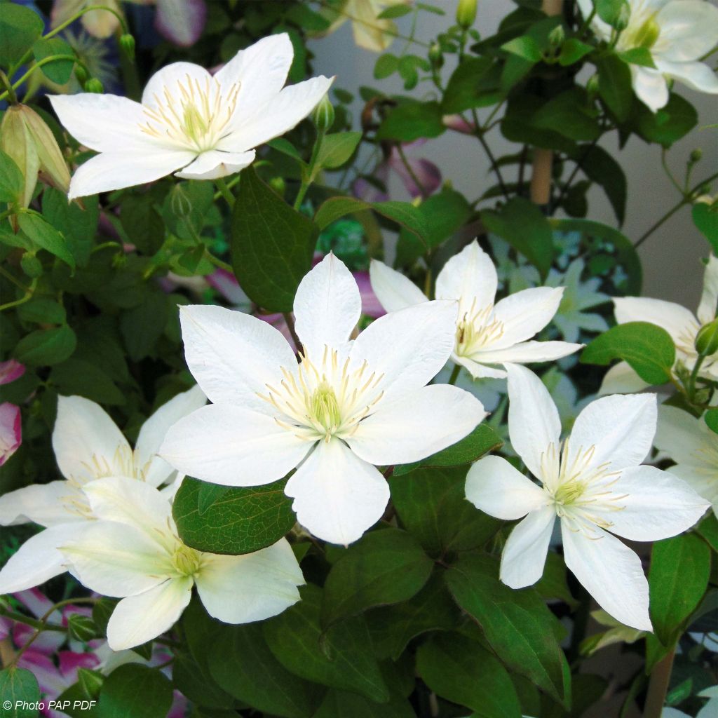 Clematis integrifolia Baby Star - Clematide