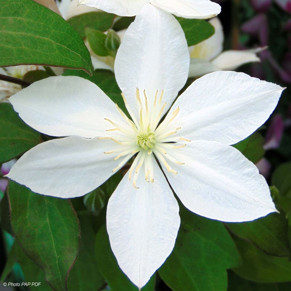 Clematis integrifolia Baby Star - Clematide