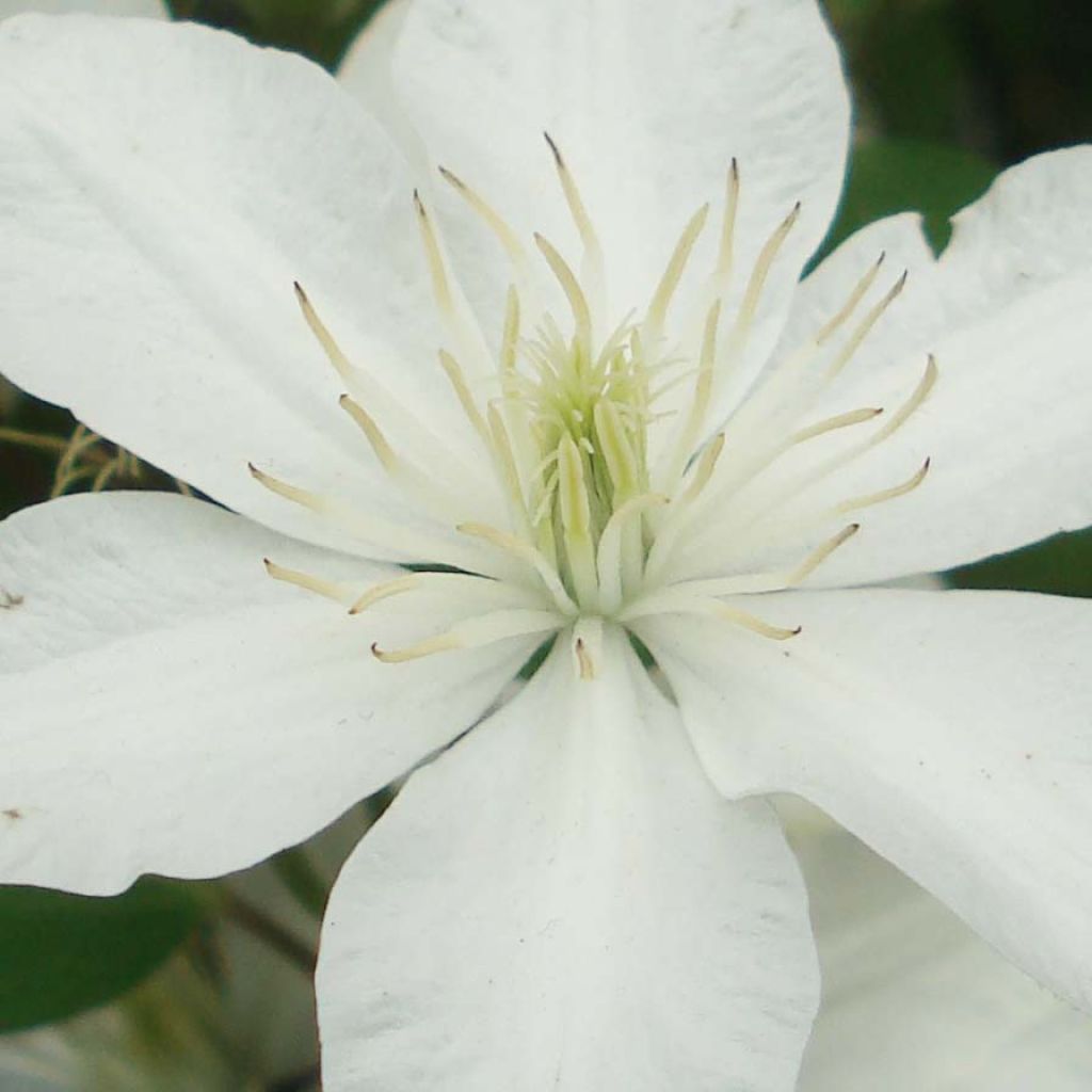 Clematis integrifolia Baby Star - Clematide