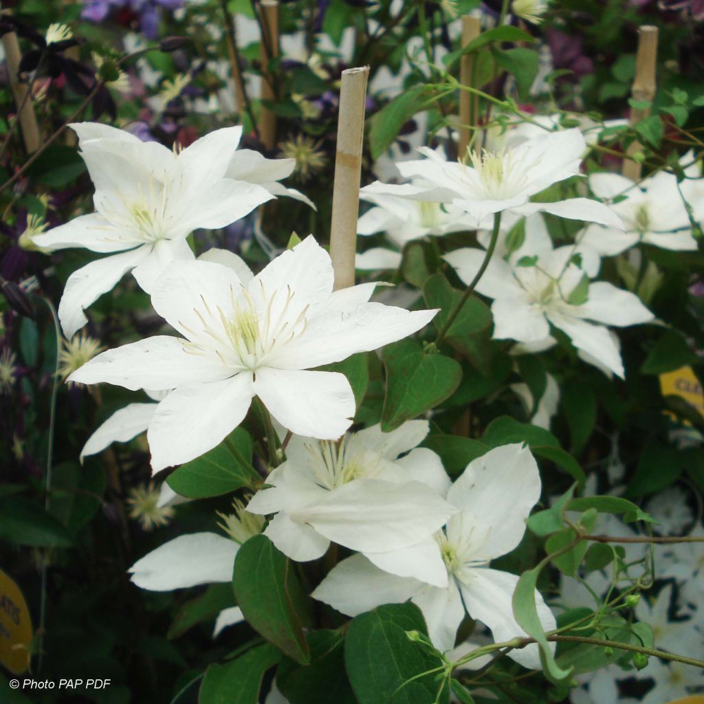 Clematis integrifolia Baby Star - Clematide