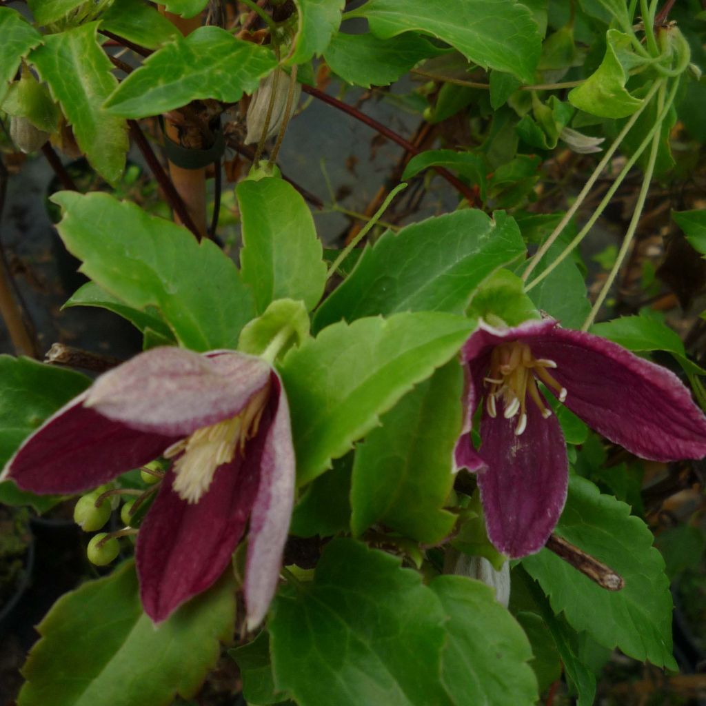 Clematis cirrhosa Lansdowne Gem