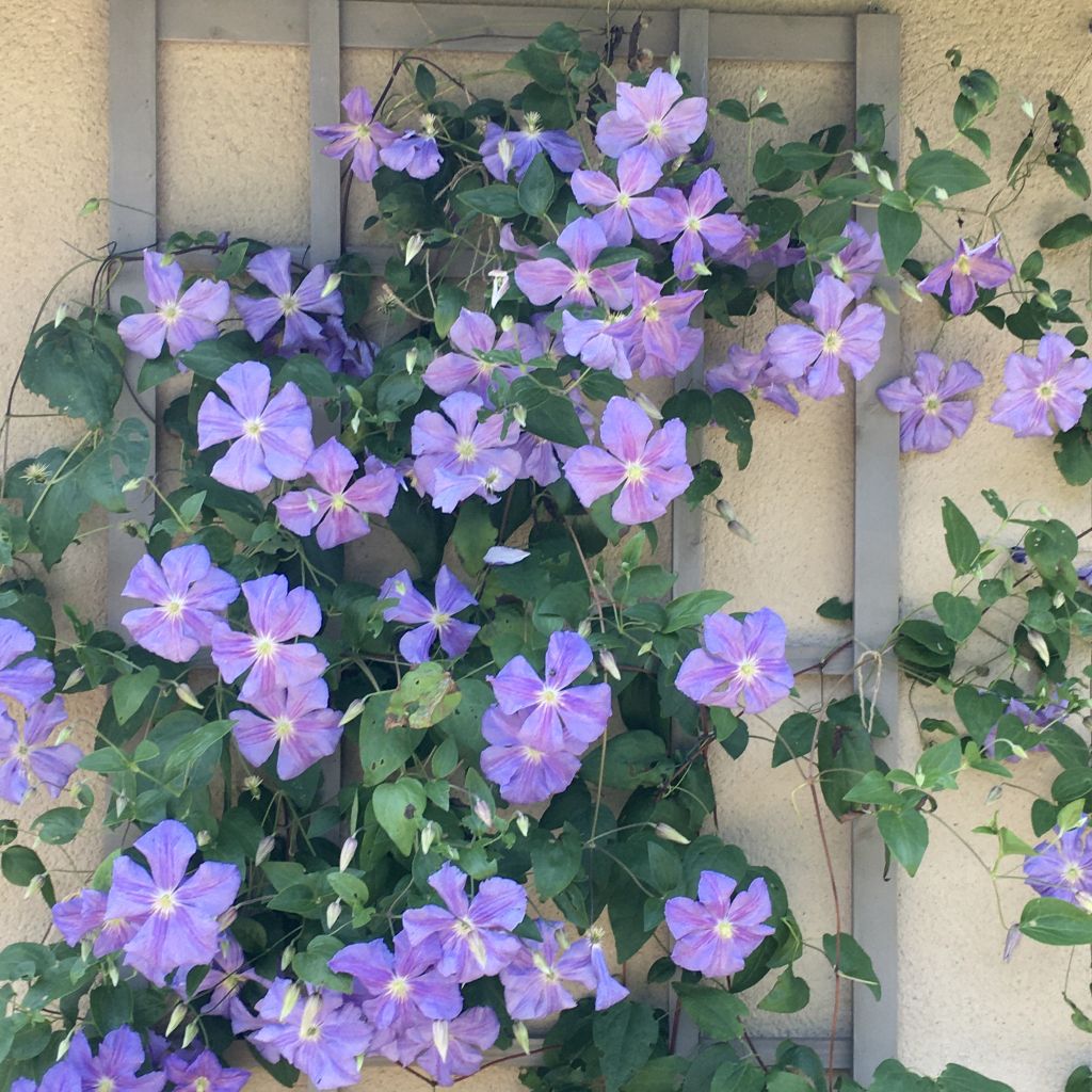 Clematis Arabella - Clematide