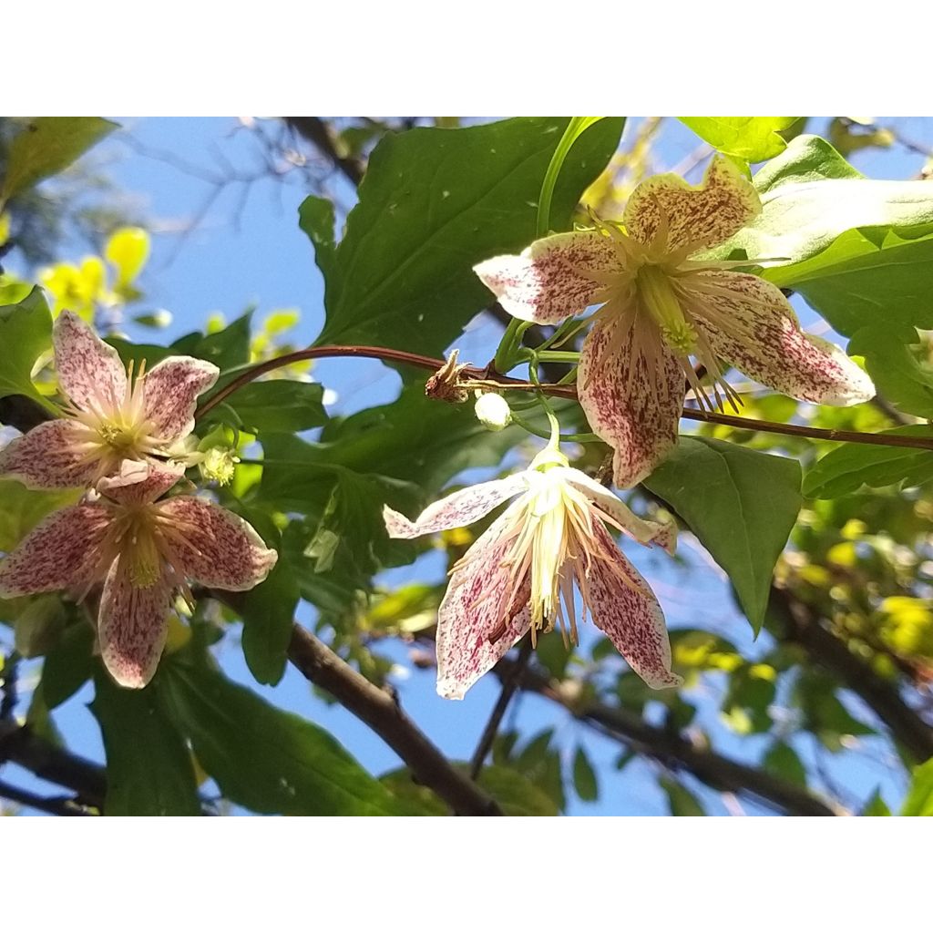 Clematis Advent Bells - Clematide