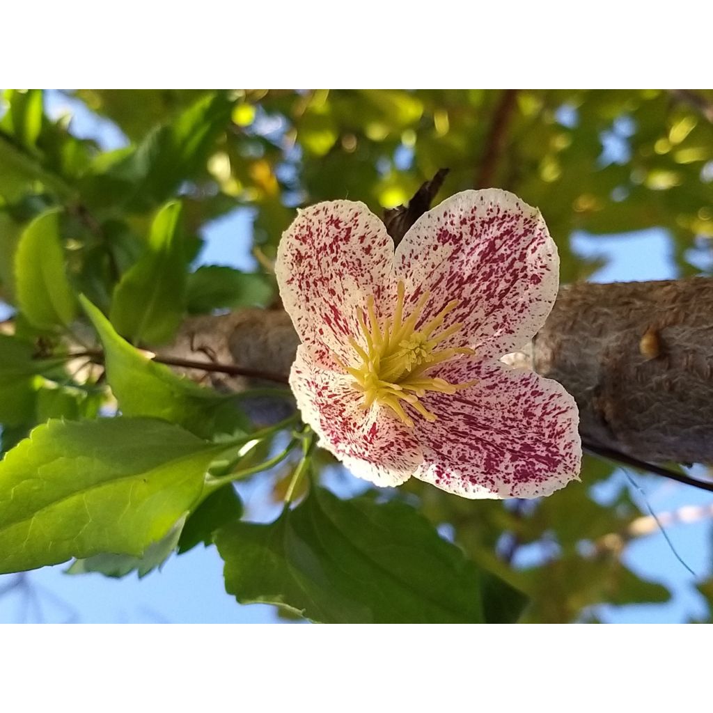 Clematis cirrhosa Freckles