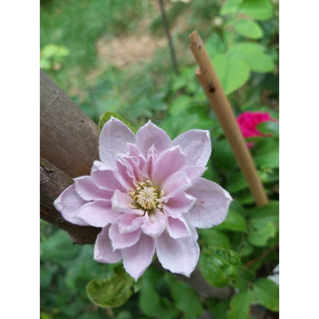 Clematis Dancing Queen - Clematide