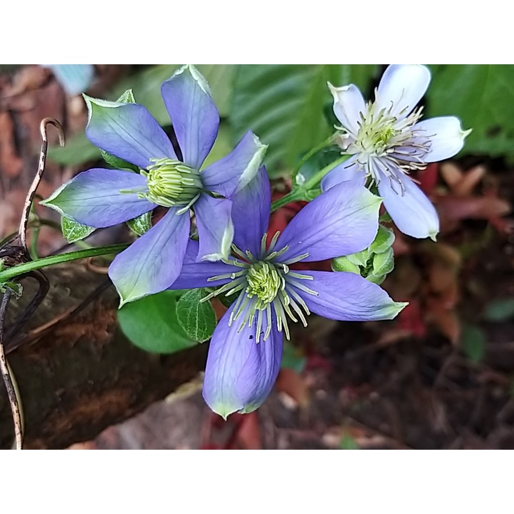 Clematis Fuji Musume - Clematide