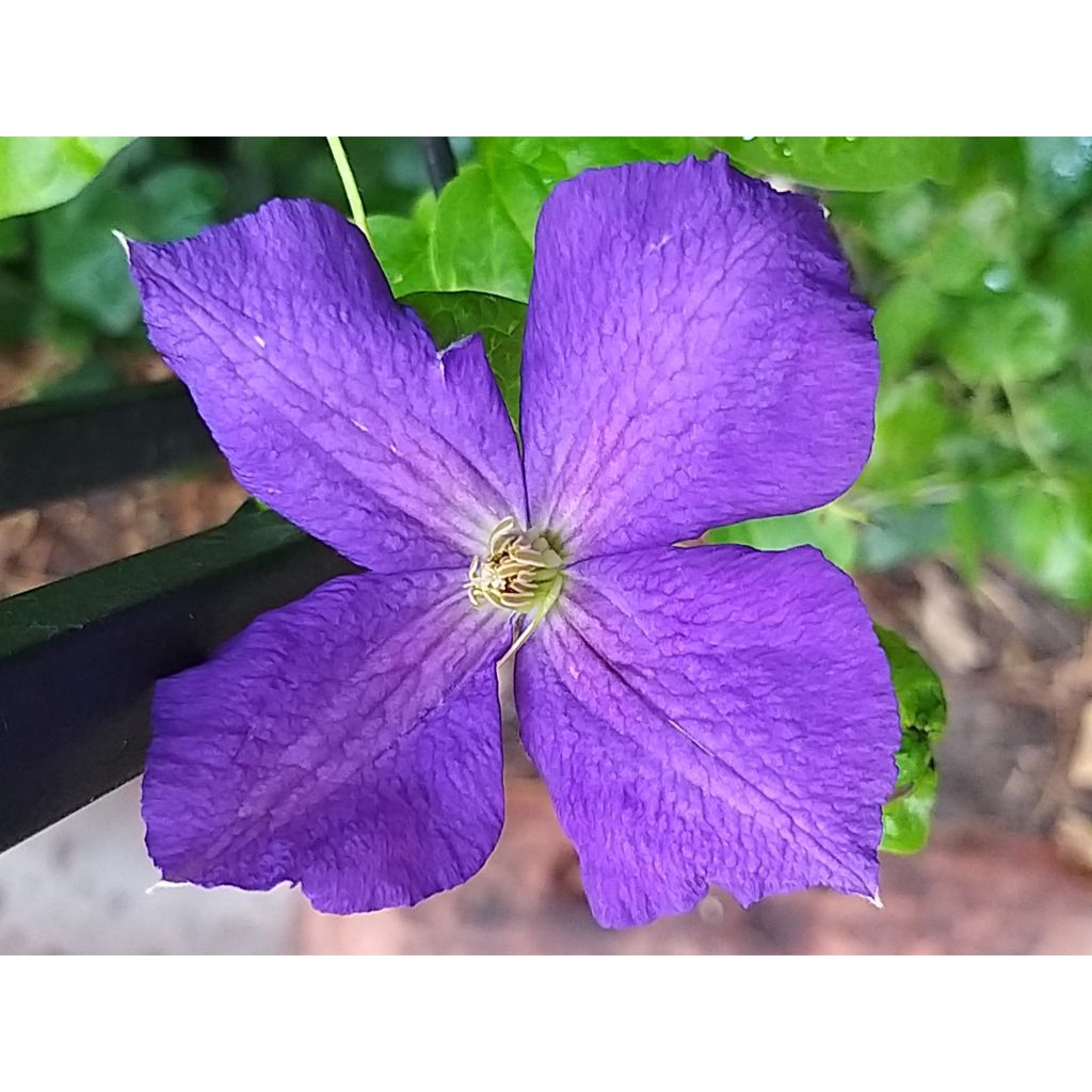 Clematis jackmanii Superba - Clematide