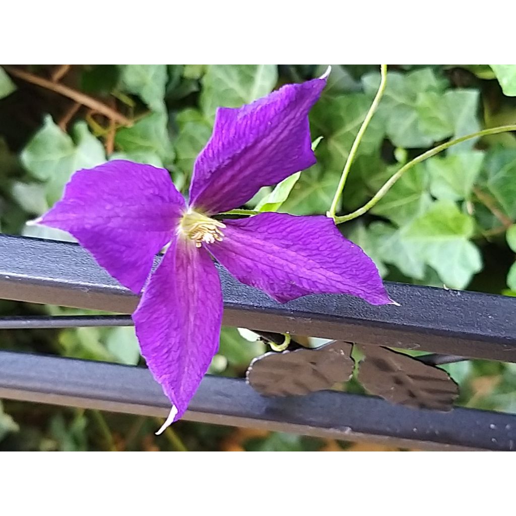 Clematis jackmanii Superba - Clematide