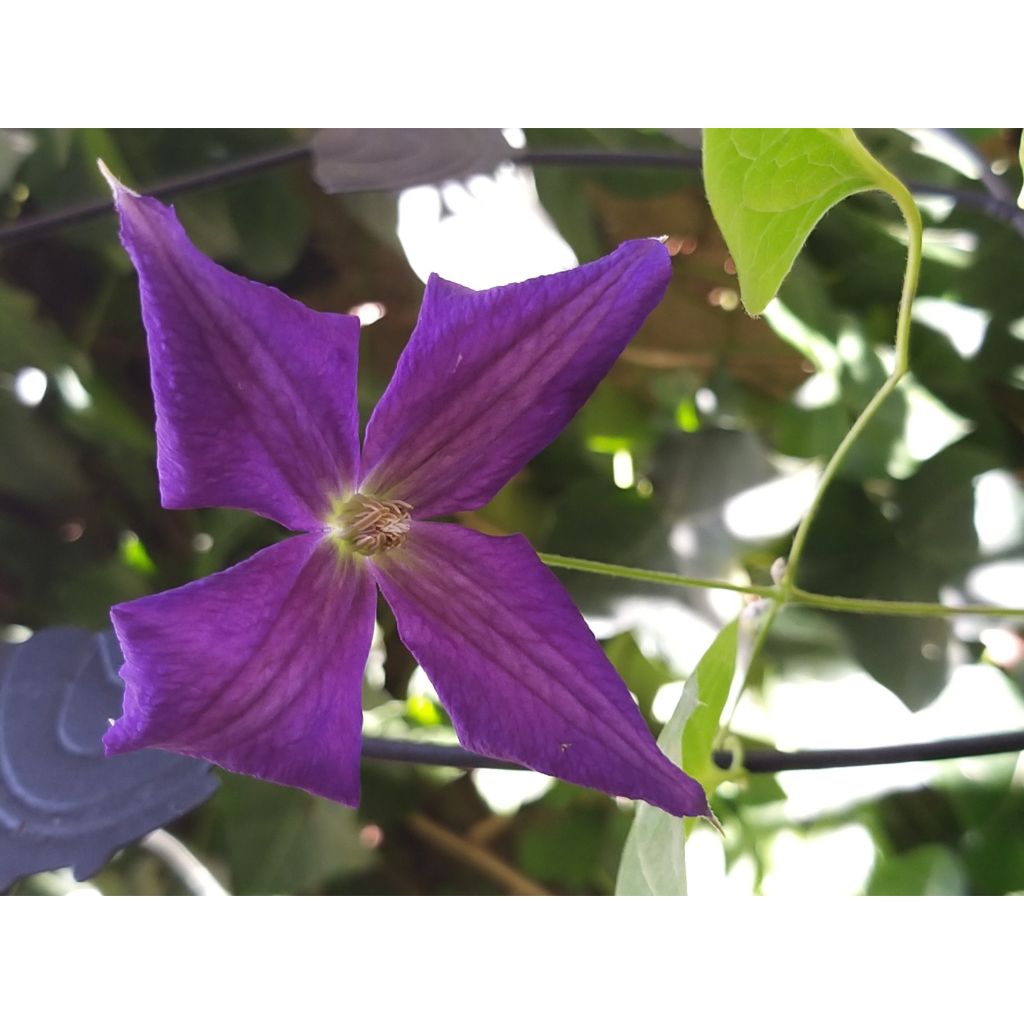 Clematis jackmanii Superba - Clematide