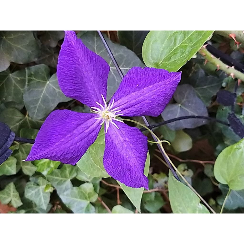 Clematis jackmanii Superba - Clematide