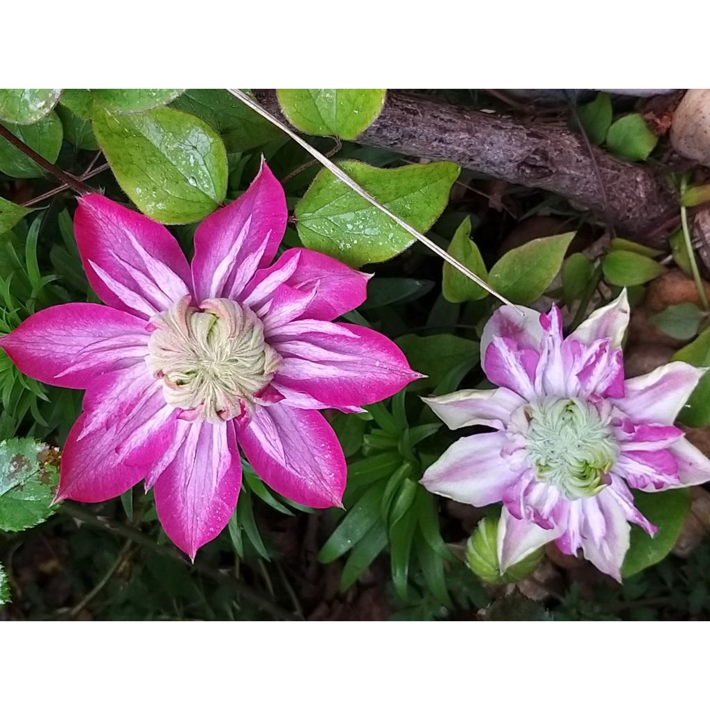 Clematis Kaiser - Clematide