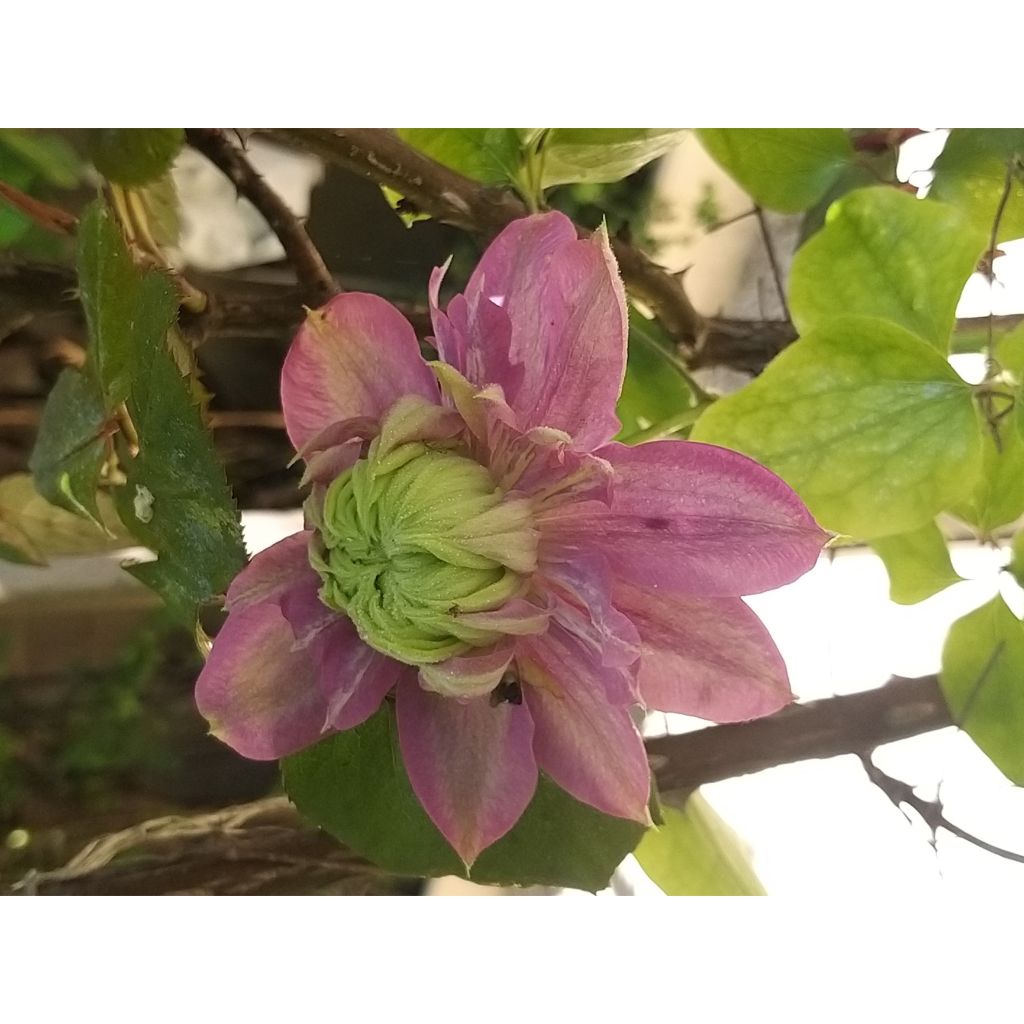 Clematis Kaiser - Clematide