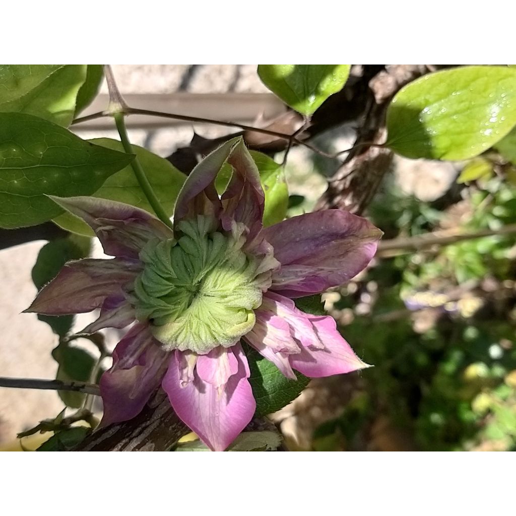 Clematis Kaiser - Clematide