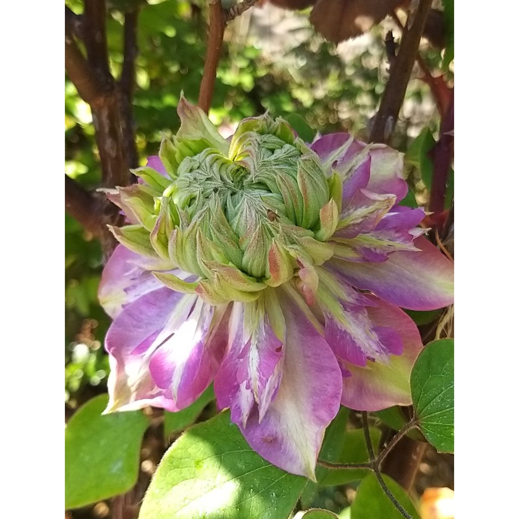 Clematis Kaiser - Clematide