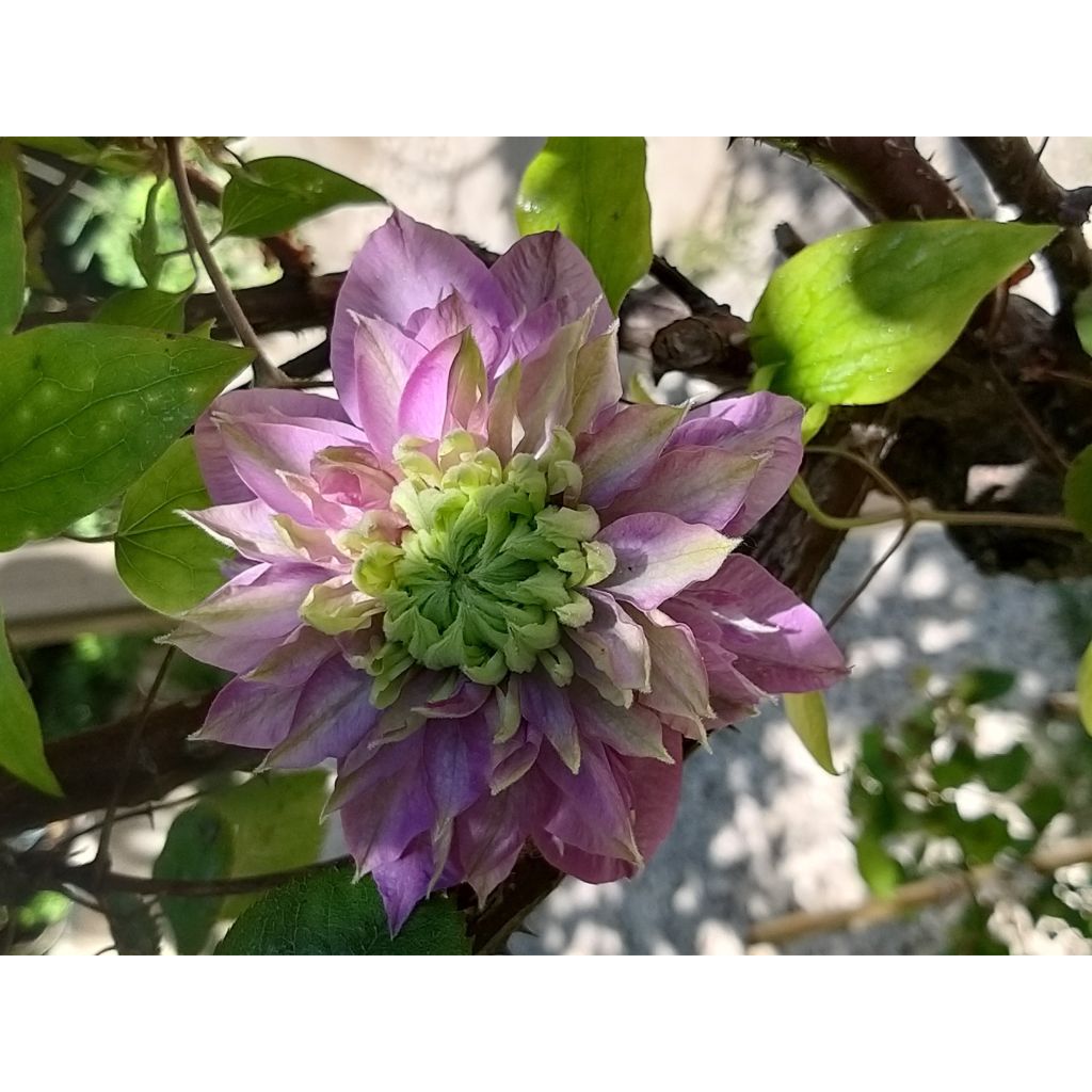 Clematis Kaiser - Clematide