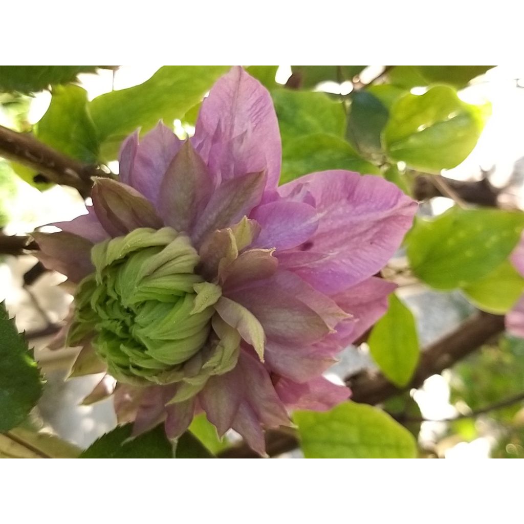 Clematis Kaiser - Clematide