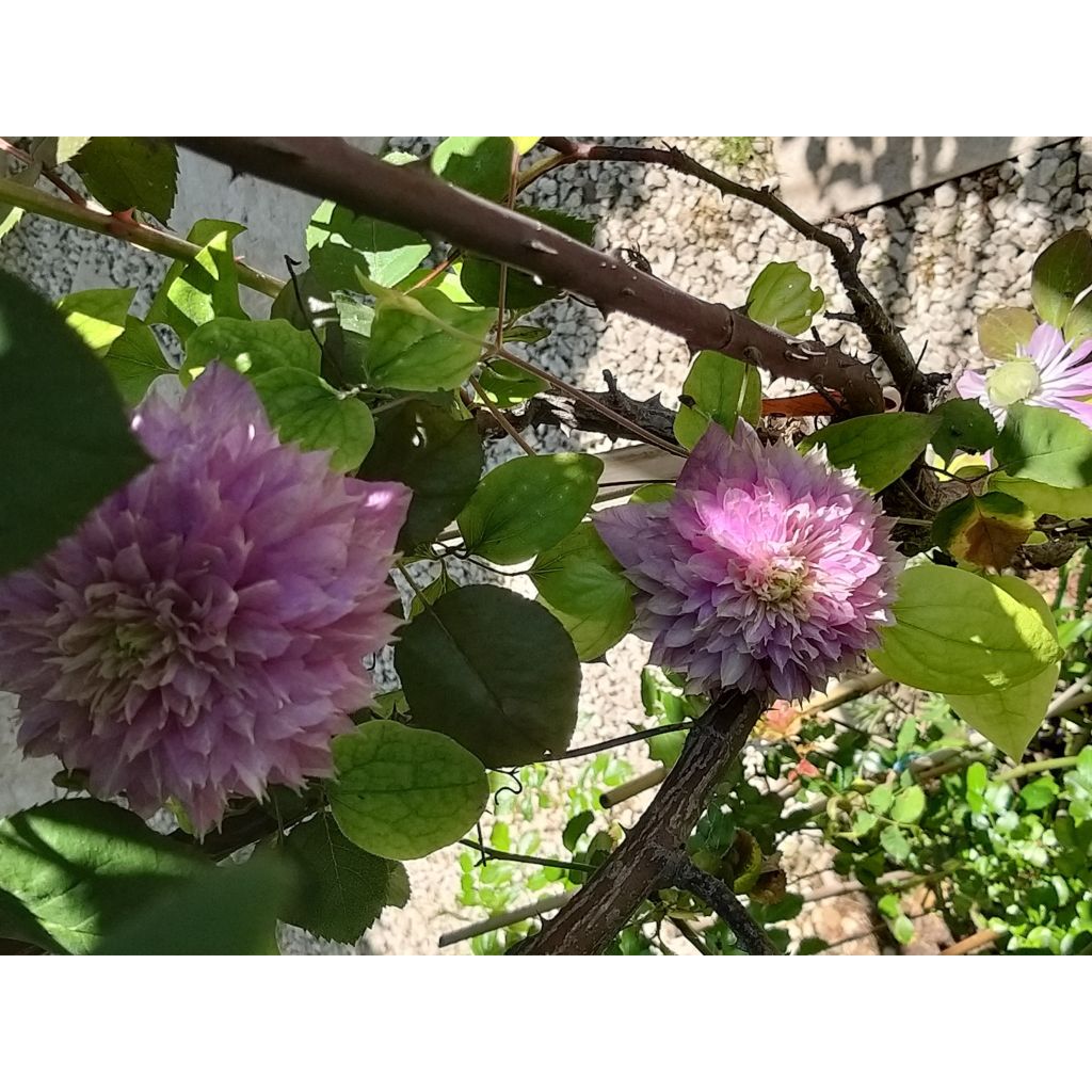 Clematis Kaiser - Clematide