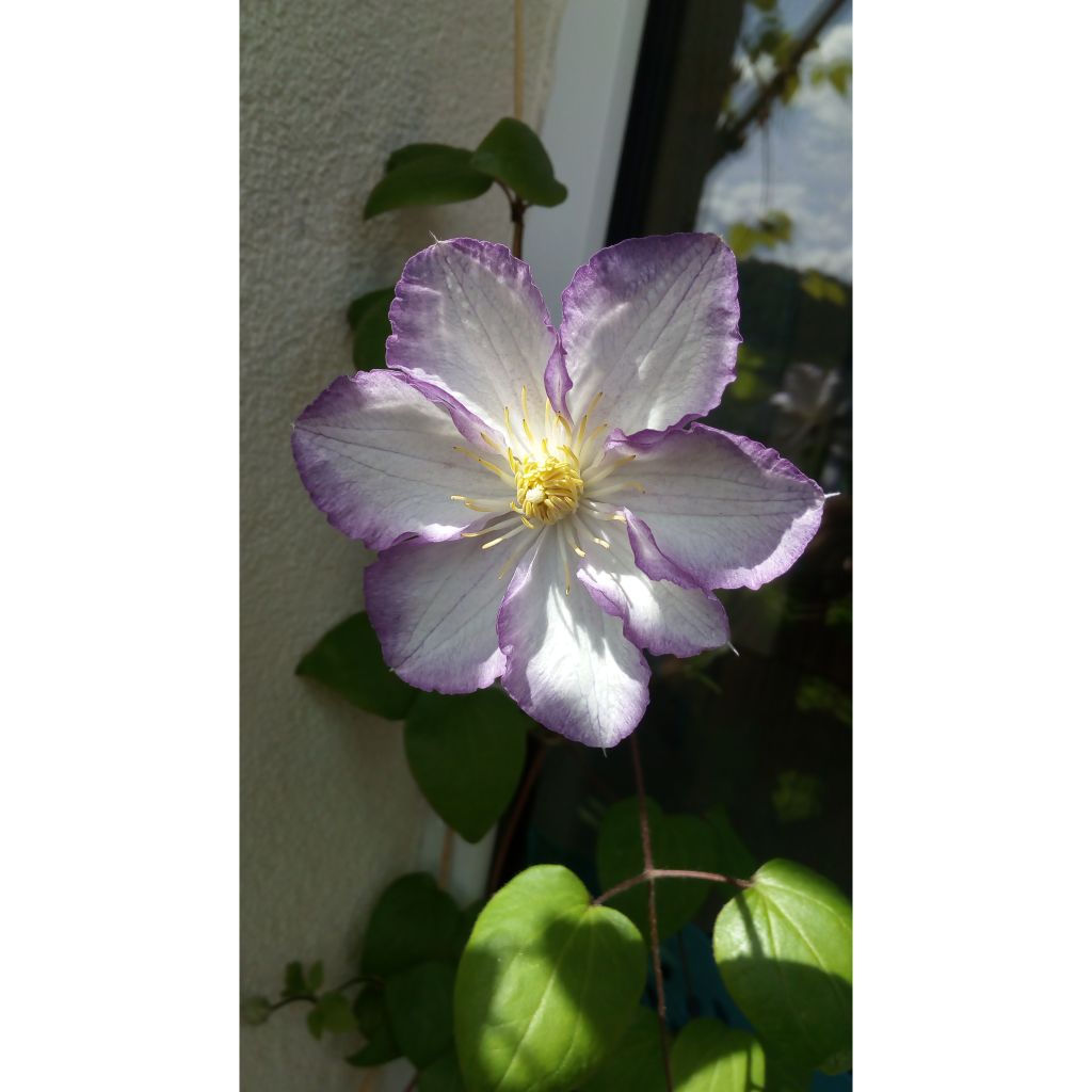 Clematis jackmanii Lucky Charm - Clematide