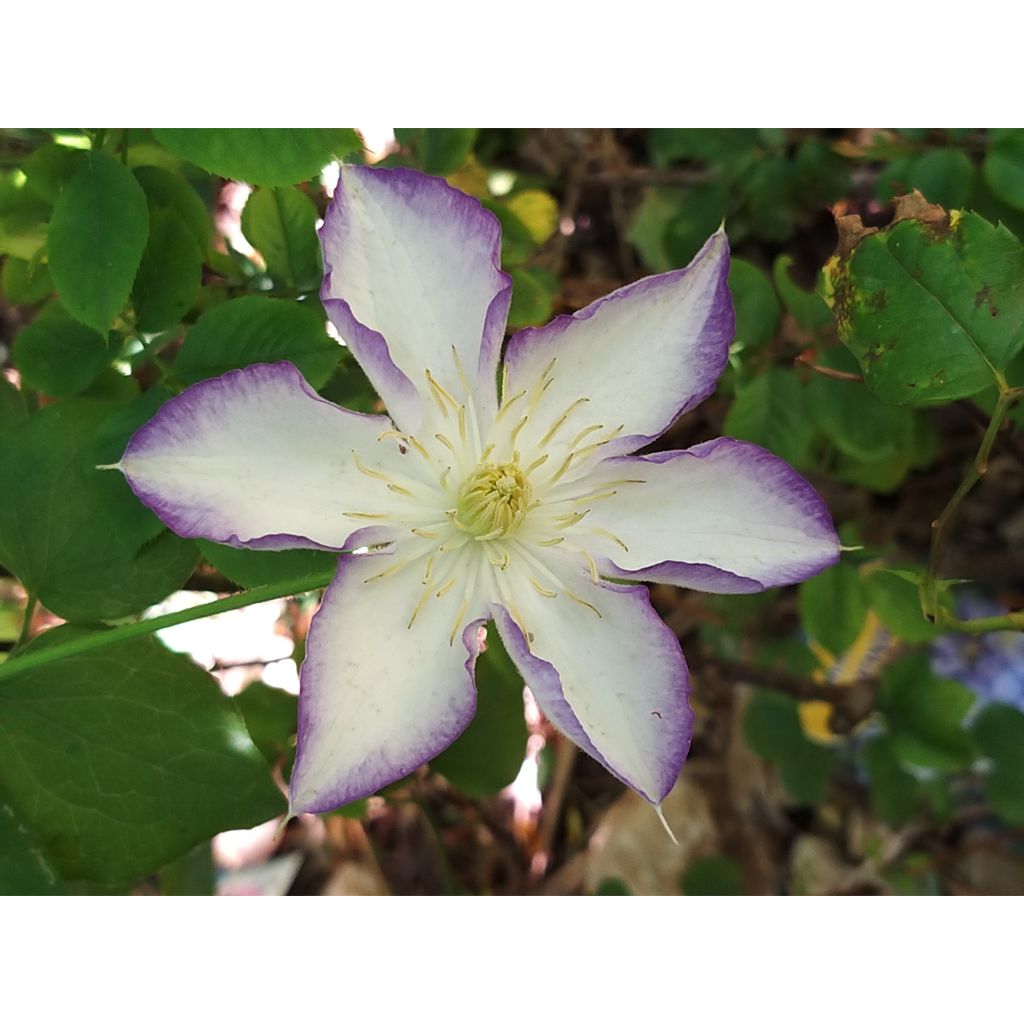 Clematis jackmanii Lucky Charm - Clematide