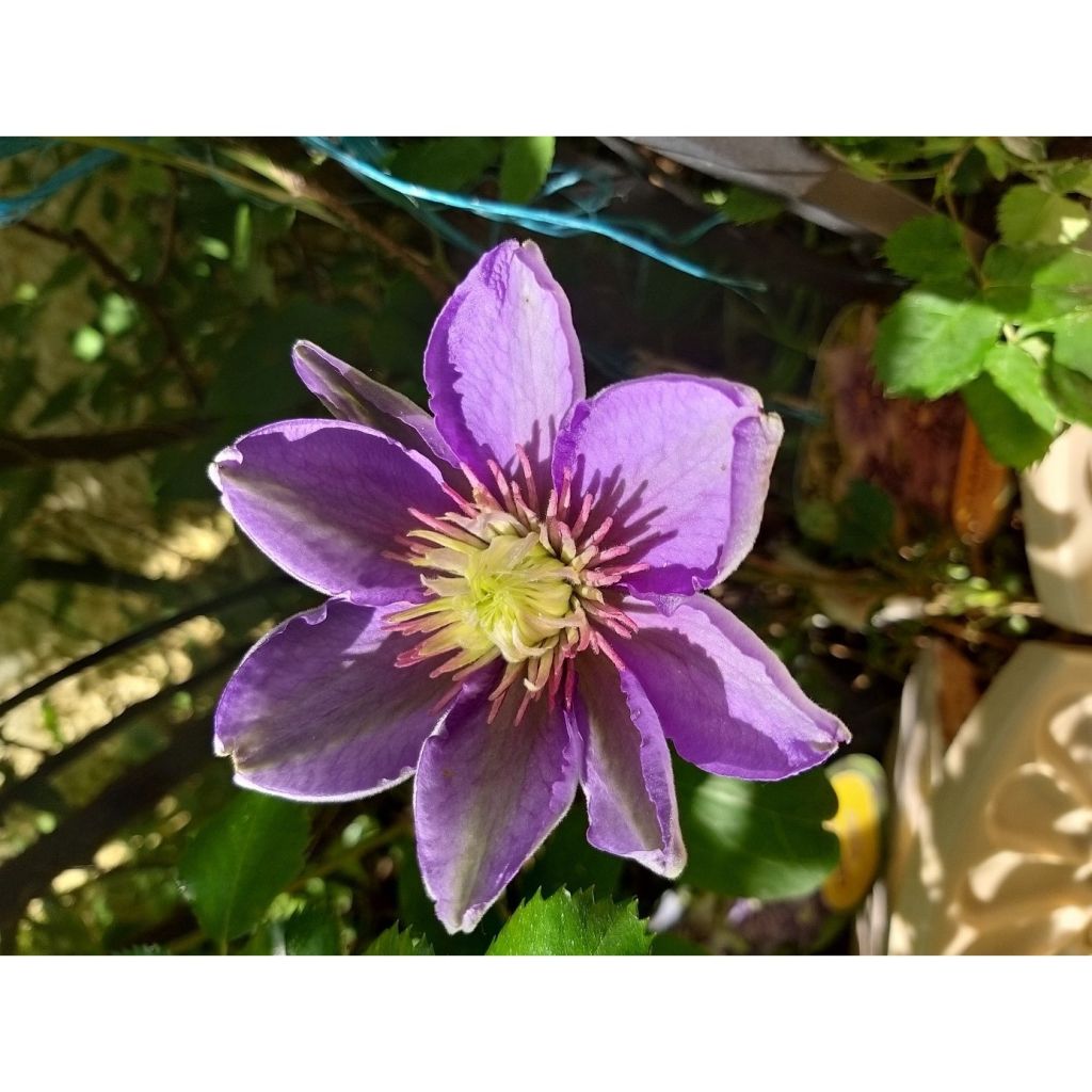 Clematis Multi Blue - Clematide